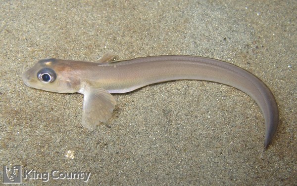 Photo of Lycodopsis pacifica